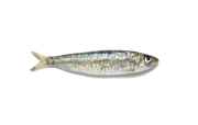 Sardine